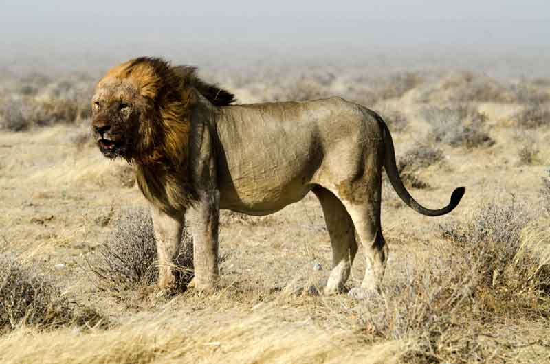León - parque nacional de Etosha - Namibia 03.jpg